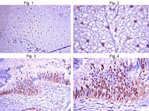 Anti-Glycine Receptor &#945;3 subunit Antibody Chemicon&#174;, from rabbit