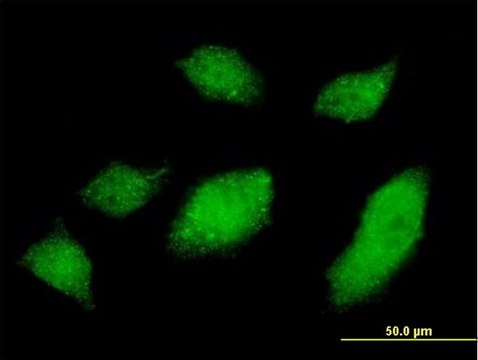 Monoclonal Anti-UBQLN1 antibody produced in mouse clone 1C6-A3, purified immunoglobulin, buffered aqueous solution