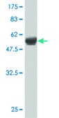 Monoclonal Anti-HLF antibody produced in mouse clone 1F12-1C4, purified immunoglobulin, buffered aqueous solution