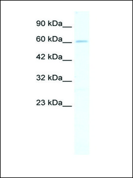 Anti-ZNF79 antibody produced in rabbit affinity isolated antibody