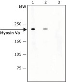 Anti-Myosin Va (LF-18) antibody produced in rabbit ~0.4 mg/mL, affinity isolated antibody, buffered aqueous solution