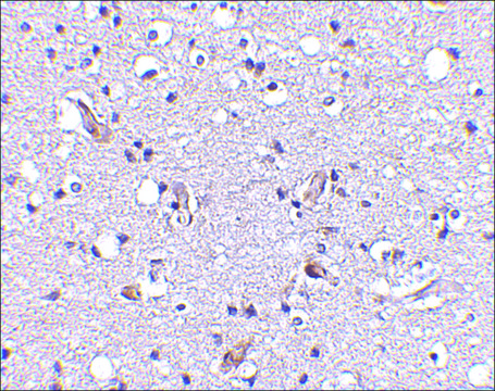 Anti-Nhe-1 (ab1) antibody produced in rabbit affinity isolated antibody, buffered aqueous solution