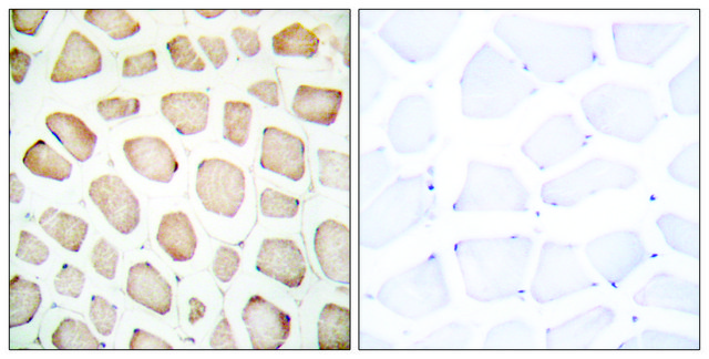 Anti-CHOP, N-Terminal antibody produced in rabbit affinity isolated antibody