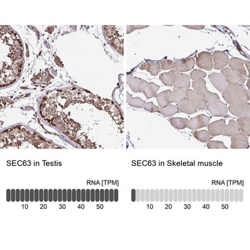 Anti-SEC63 antibody produced in rabbit Prestige Antibodies&#174; Powered by Atlas Antibodies, affinity isolated antibody, buffered aqueous glycerol solution