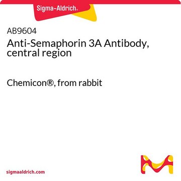 Anti-Semaphorin 3A Antibody, central region Chemicon&#174;, from rabbit