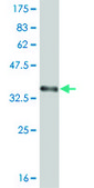 ANTI-ABL2 antibody produced in mouse clone 5C7, purified immunoglobulin, buffered aqueous solution