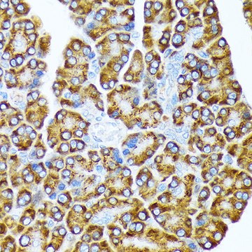 Anti-eIF2A Antibody, clone 8V8H7, Rabbit Monoclonal