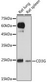 Anti-CD3G antibody produced in rabbit