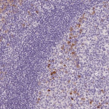 Anti-FAM46C antibody produced in rabbit Prestige Antibodies&#174; Powered by Atlas Antibodies, affinity isolated antibody, buffered aqueous glycerol solution