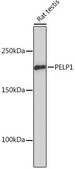 Anti-PELP1 Antibody, clone 9V9A5, Rabbit Monoclonal