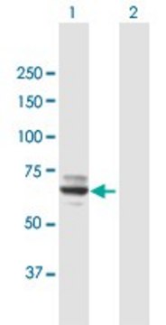 Anti-MOXD1 antibody produced in mouse purified immunoglobulin, buffered aqueous solution