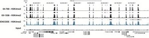 Anti-Dimethyl Histone H3 (Lys4) Antibody, clone CMA303, Trial Size clone CMA303, from mouse