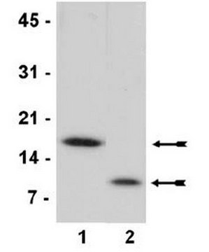 Core Histones Highly pure core histones proteins (H2A, H2B, H3 and H4) including H1 purified from chicken erythrocytes, suitable as a substrate for histone modification assays (HAT, HDAC, DNMT) and nucleosome assembly studies.