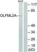 Anti-OLFML2A antibody produced in rabbit affinity isolated antibody