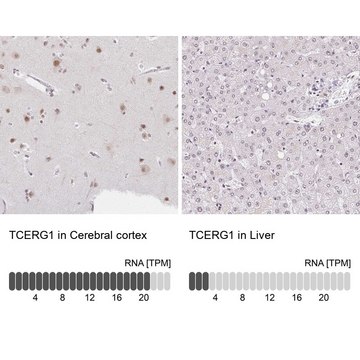 Anti-TCERG1 antibody produced in rabbit Prestige Antibodies&#174; Powered by Atlas Antibodies, affinity isolated antibody, buffered aqueous glycerol solution