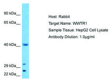 Anti-WWTR1 antibody produced in rabbit affinity isolated antibody