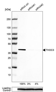 Anti-THOC3 antibody produced in rabbit Prestige Antibodies&#174; Powered by Atlas Antibodies, affinity isolated antibody, buffered aqueous glycerol solution