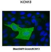 Anti-KCNK13 (AB1) antibody produced in rabbit affinity isolated antibody