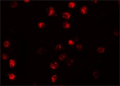 Anti-NALP13 antibody produced in rabbit affinity isolated antibody, buffered aqueous solution