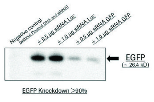 X-tremeGENE&#8482; siRNA 转染试剂 Polymer reagent for delivering siRNA to common cell lines