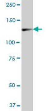 Anti-ZCCHC2 antibody produced in mouse IgG fraction of antiserum, buffered aqueous solution