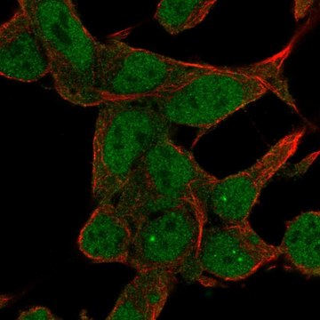 Anti-ZNF829 antibody produced in rabbit Prestige Antibodies&#174; Powered by Atlas Antibodies, affinity isolated antibody