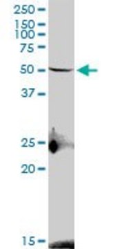 Anti-S1PR4 antibody produced in mouse purified immunoglobulin, buffered aqueous solution