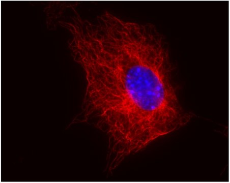 Monoclonal Anti-betaTubulin antibody produced in mouse clone TU-06