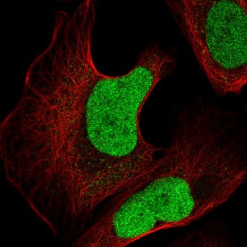 Anti-JUN antibody produced in rabbit Prestige Antibodies&#174; Powered by Atlas Antibodies, affinity isolated antibody