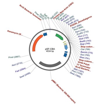 PSF-CBA - CHICKEN BETA ACTIN PROMOTER PLASMID plasmid vector for molecular cloning