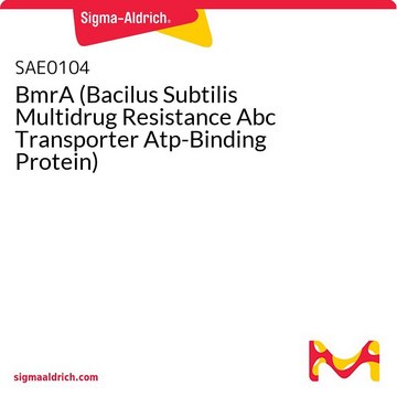 BmrA (Bacilus Subtilis Multidrug Resistance Abc Transporter Atp-Binding Protein)