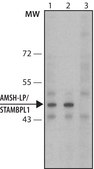 Anti-AMSH-LP / STAMBPL1 (C-terminal) antibody produced in rabbit ~1 mg/mL, affinity isolated antibody