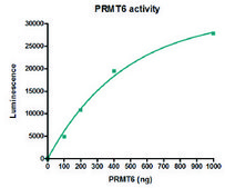 PRMT6 active human recombinant, expressed in E. coli, ≥70% (SDS-PAGE)