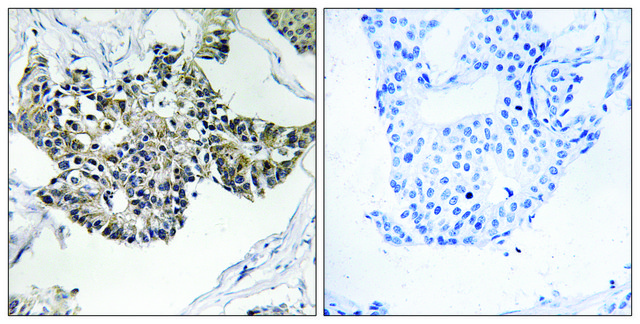 Anti-RSAD1 antibody produced in rabbit affinity isolated antibody