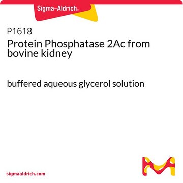 蛋白磷酸酶 2A c 来源于牛肾 buffered aqueous glycerol solution