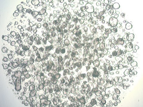 3dGRO Stomach Gastric Organoids, Age 60 (Prep ht-128-S)