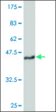 ANTI-TEK antibody produced in mouse clone 4G9, purified immunoglobulin, buffered aqueous solution