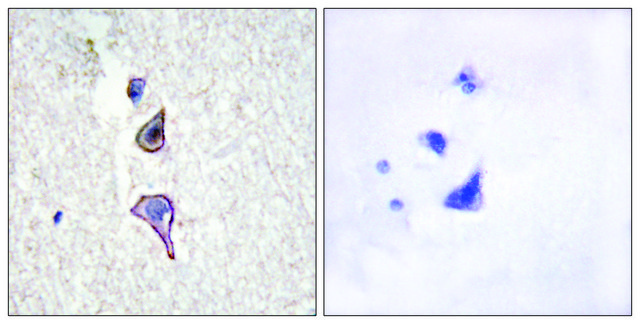 Anti-MRC2 antibody produced in rabbit affinity isolated antibody