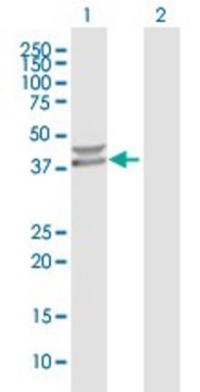 Anti-PPM1K antibody produced in mouse purified immunoglobulin, buffered aqueous solution