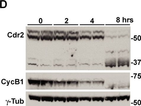 Anti-Cyclin B1 antibody produced in rabbit IgG fraction of antiserum, buffered aqueous solution