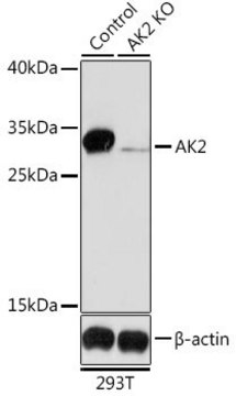 Anti-AK2 antibody produced in rabbit