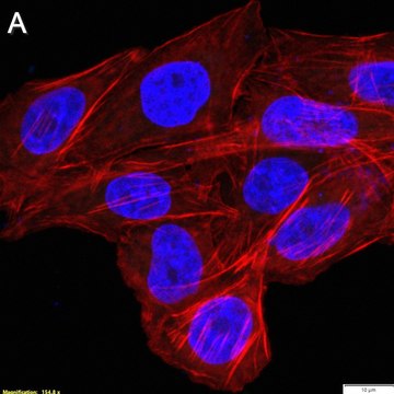 Anti-CD226/DNAM-1 Antibody, clone LeoA1 ZooMAb&#174; Mouse Monoclonal recombinant, expressed in HEK 293 cells