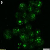 Anti-ZNF683 Antibody, clone 1N19 ZooMAb® Rabbit Monoclonal recombinant, expressed in HEK 293 cells