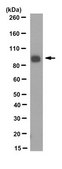 Anti-MMP-9 Antibody, clone 3D6.3 clone 3D6.3, from mouse