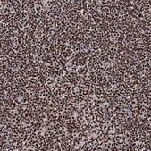 Anti-PRPF40A antibody produced in rabbit Prestige Antibodies® Powered by Atlas Antibodies, affinity isolated antibody, buffered aqueous glycerol solution