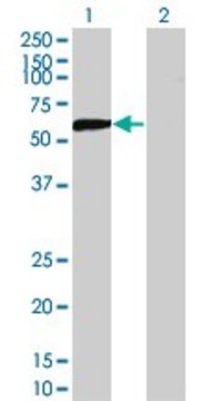 Monoclonal Anti-DPYSL5 antibody produced in mouse clone 2G4, purified immunoglobulin, buffered aqueous solution