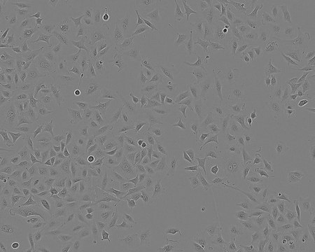 A549 Cell Line human from human lung(carcinoma), 86012804