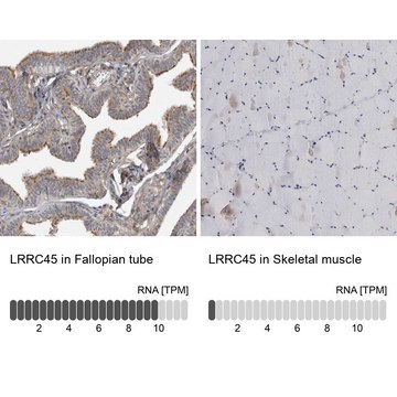 Anti-LRRC45 antibody produced in rabbit Prestige Antibodies&#174; Powered by Atlas Antibodies, affinity isolated antibody, buffered aqueous glycerol solution, Ab2