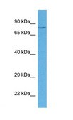 Anti-LRRC33 antibody produced in rabbit affinity isolated antibody