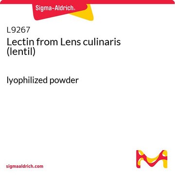 来自 小扁豆 的凝集素（扁豆） lyophilized powder